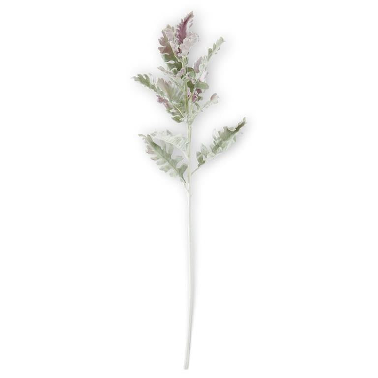 Dusty Miller green/lavender