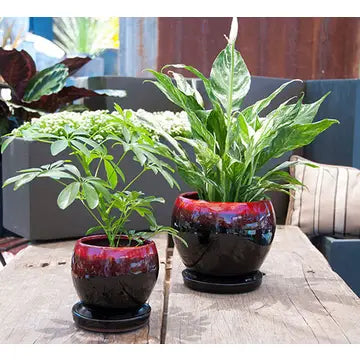 Gerbera pot with attached sacuer
