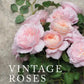 Vintage Roses Book