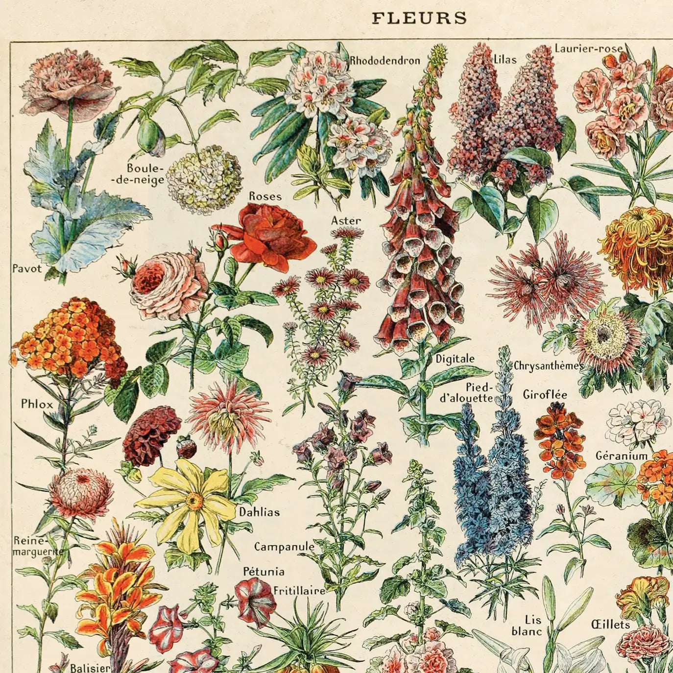 Fleurs Garden Flower Vintage Botanical Print w/ Walnut frame