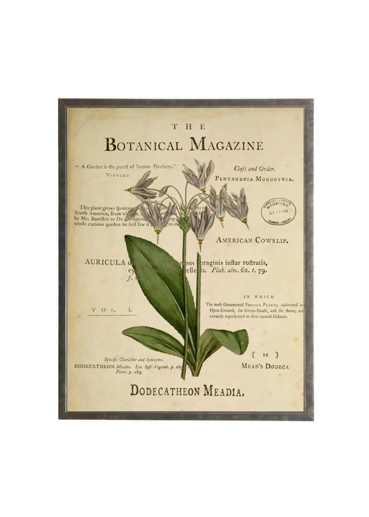 American Cowslip on botanical background