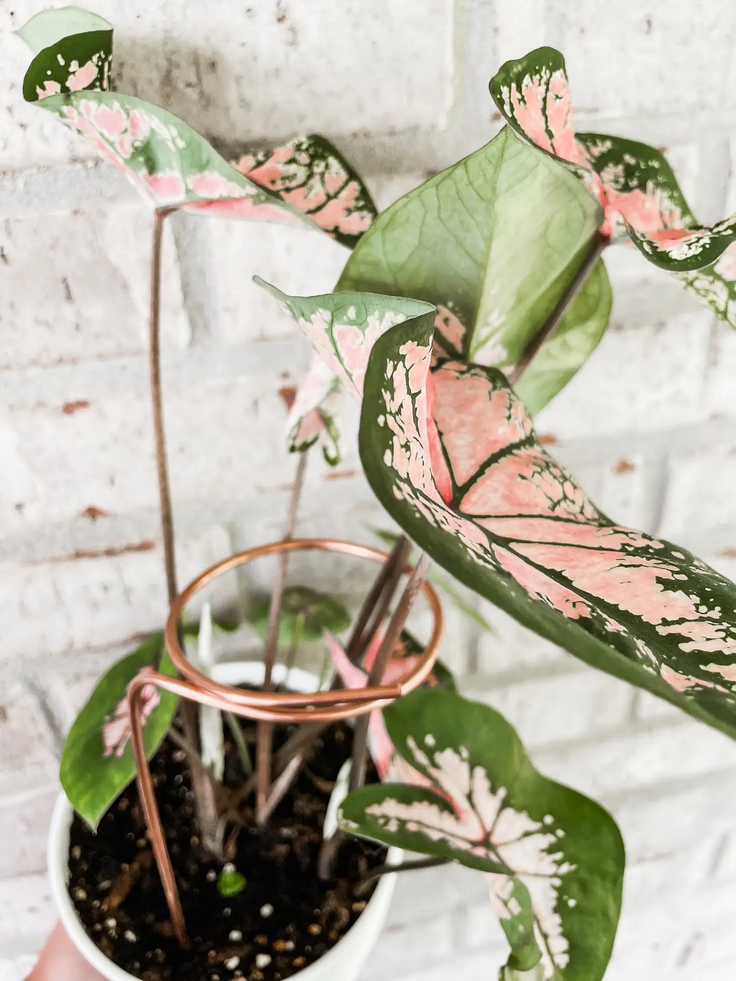 9” Copper Loop Plant Trellis