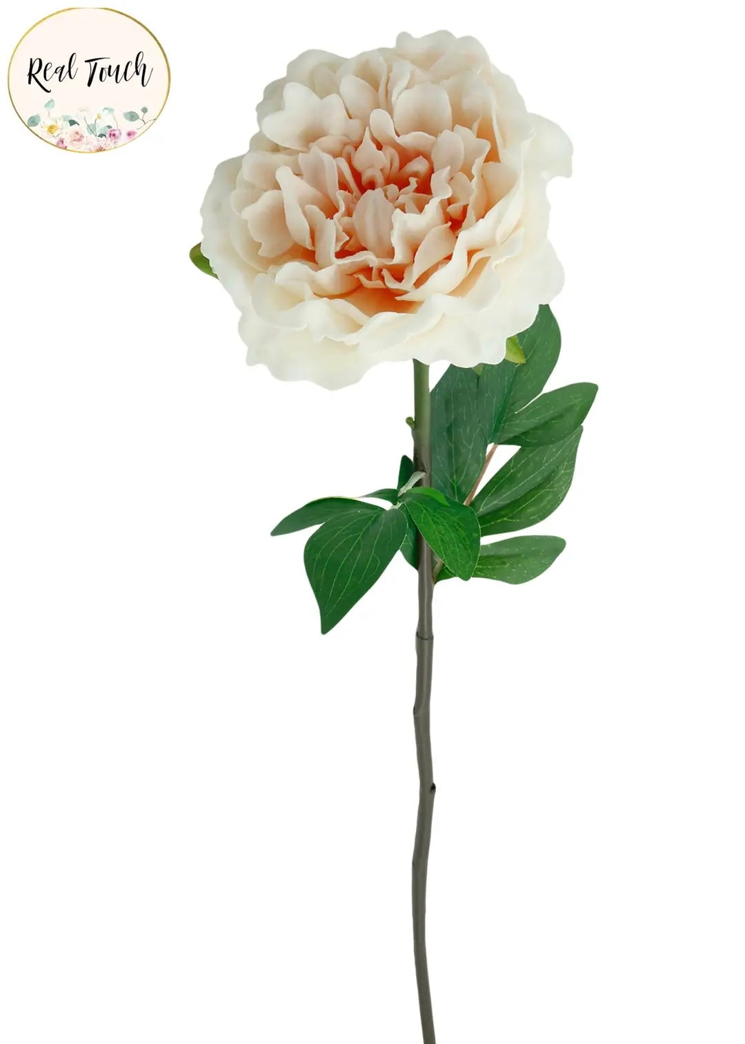 Peony Blooms- Champagne Pink