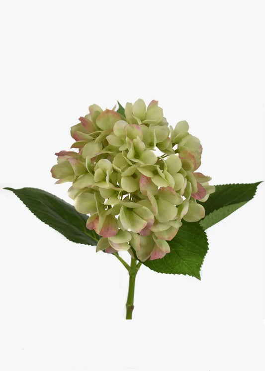 Young Hydrangea Stems