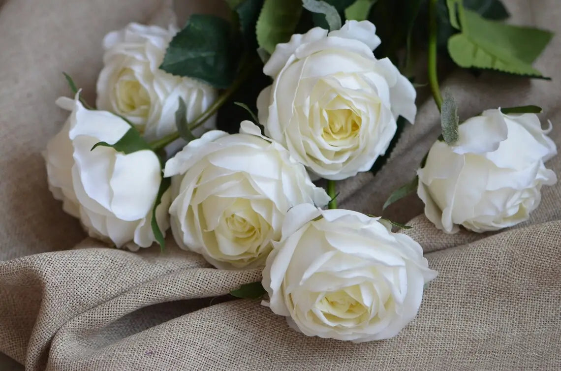 Cabbage Rose-Cream Ivory