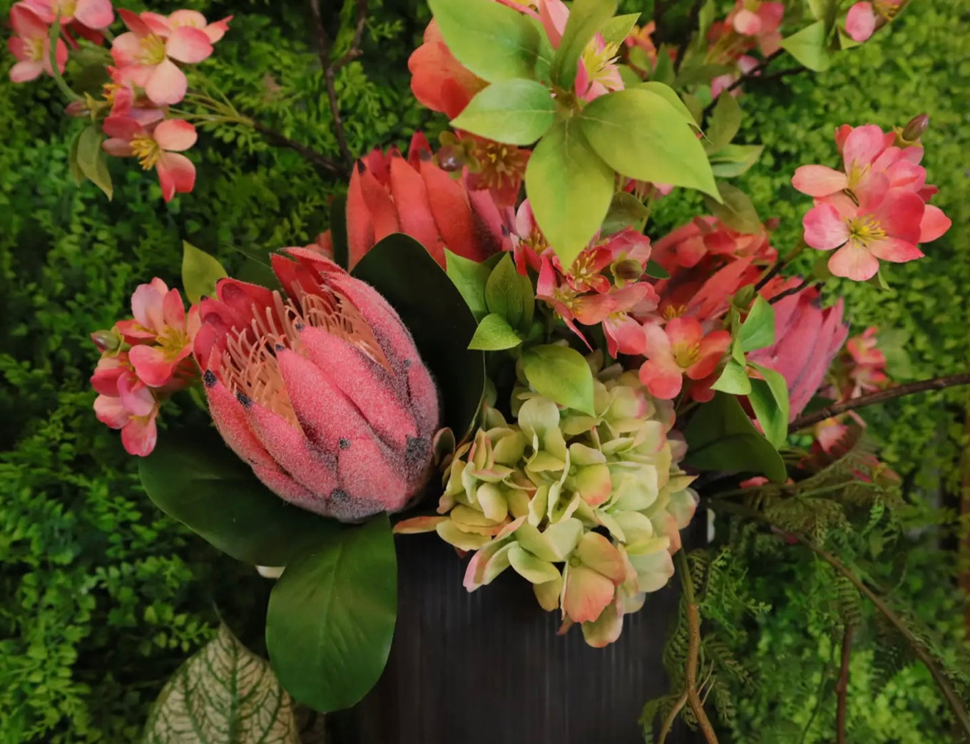 Young Hydrangea Stems