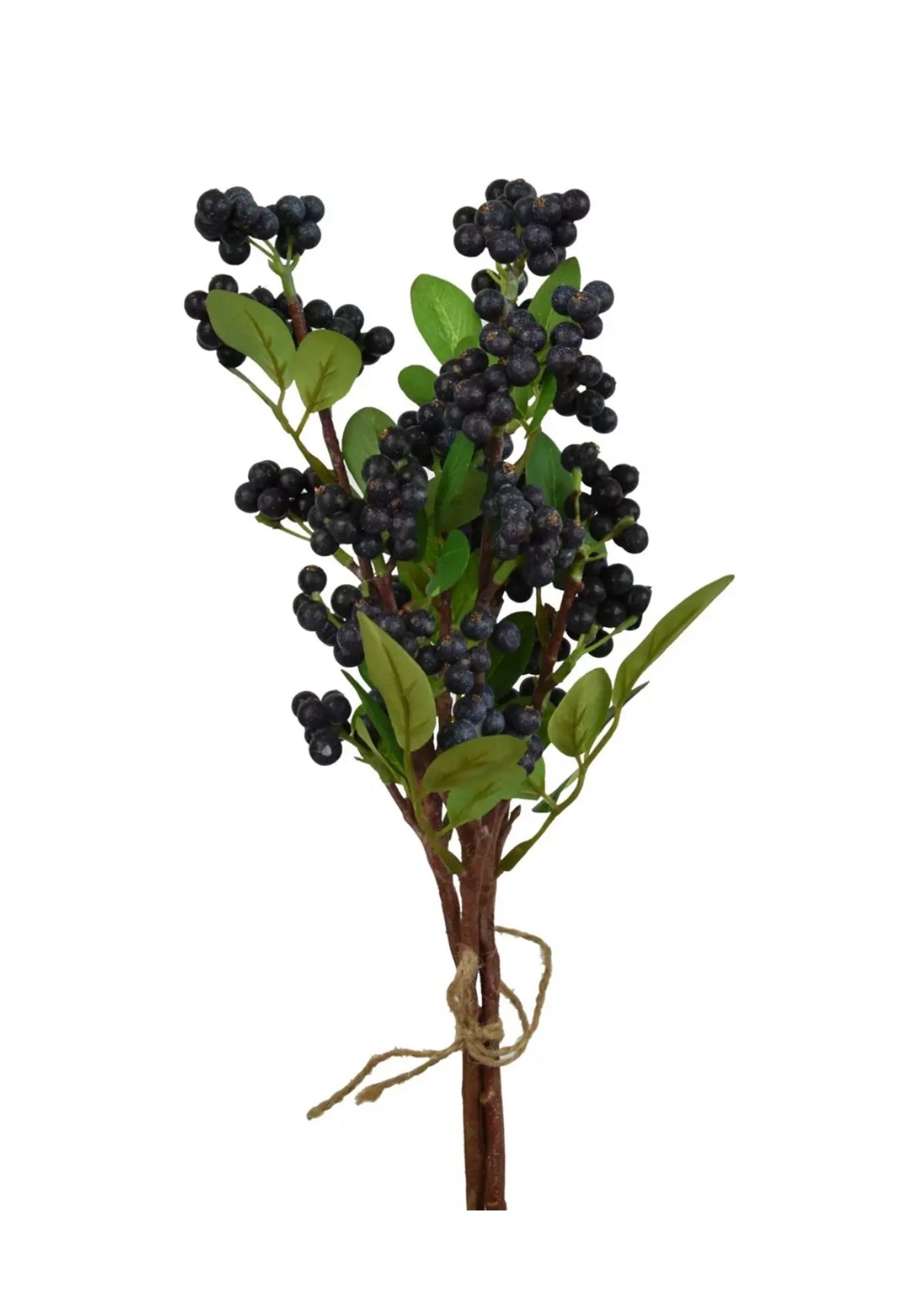 Pyracantha Berry-Blue