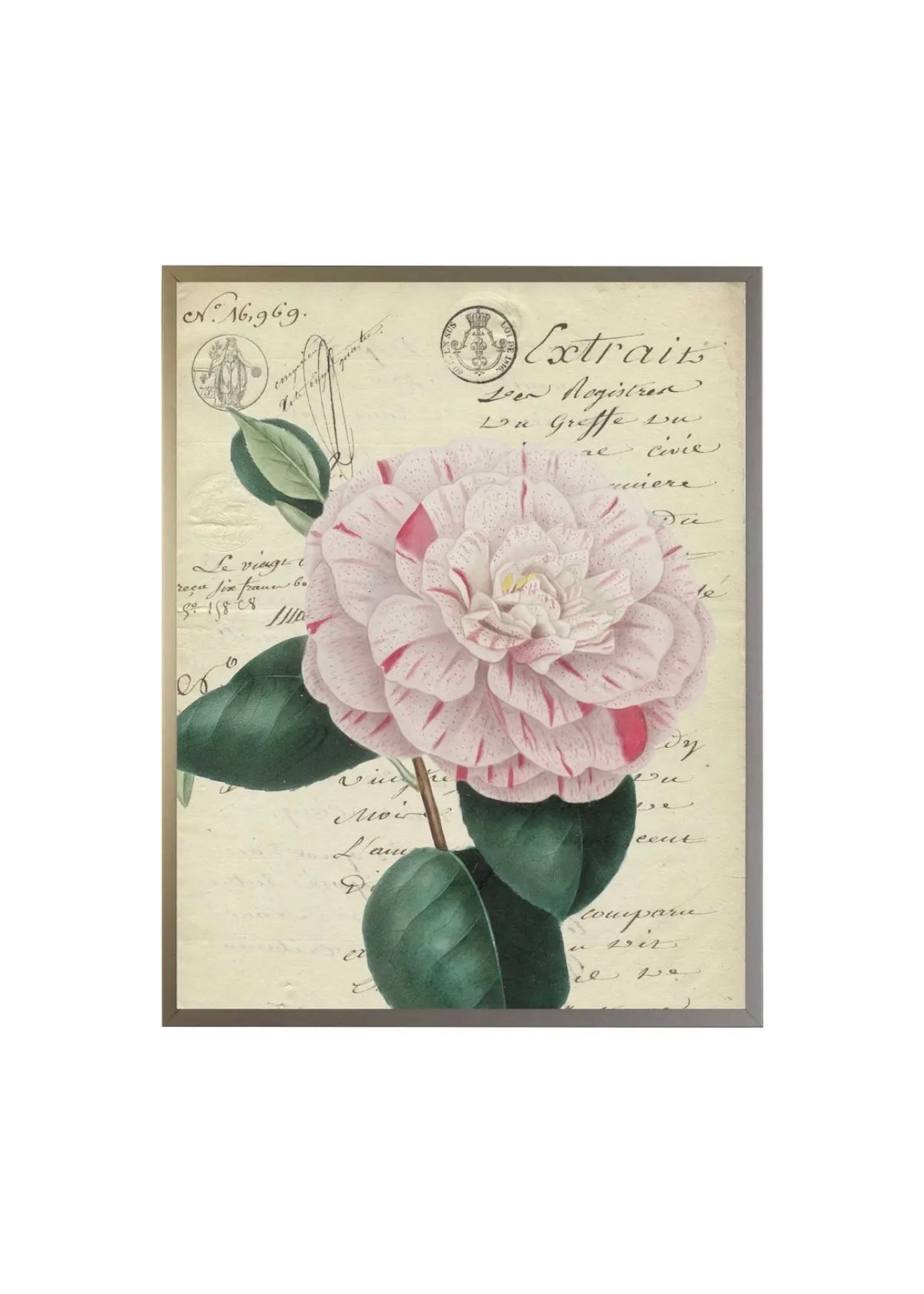Camellia