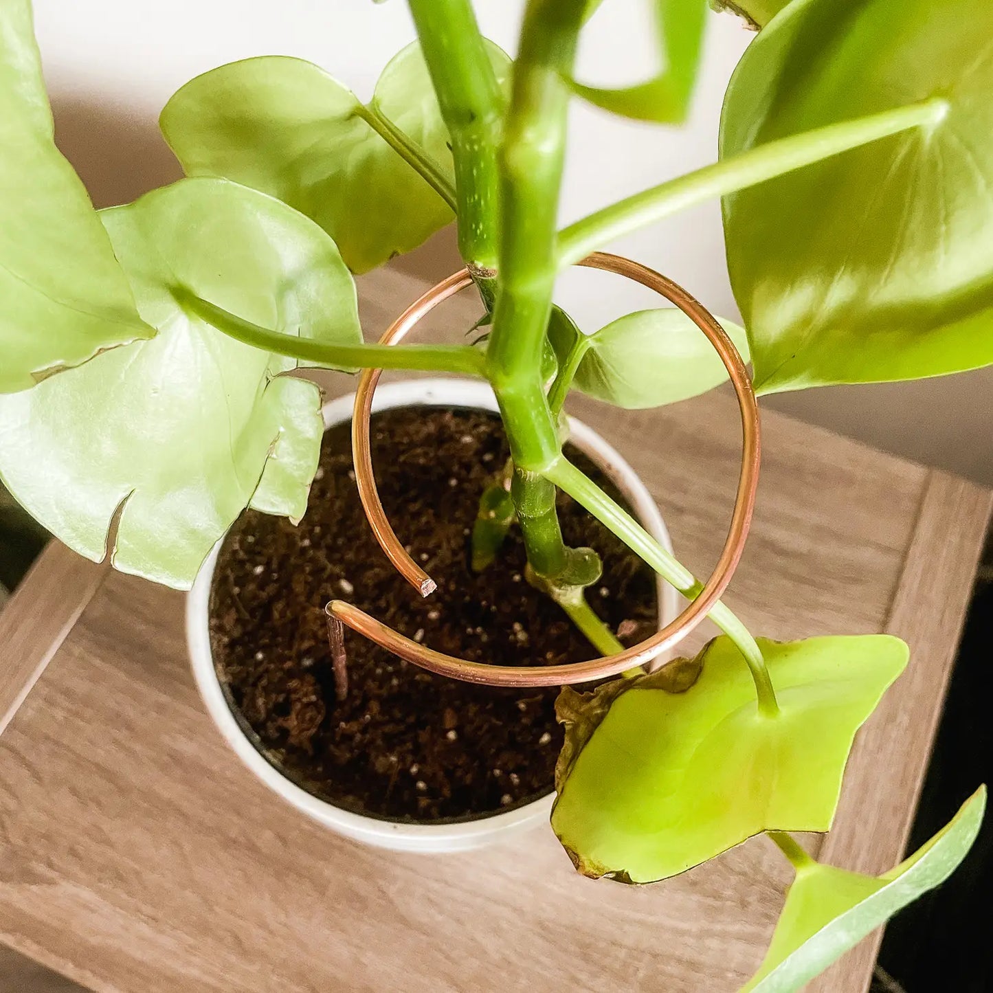 9” Copper Loop Plant Trellis