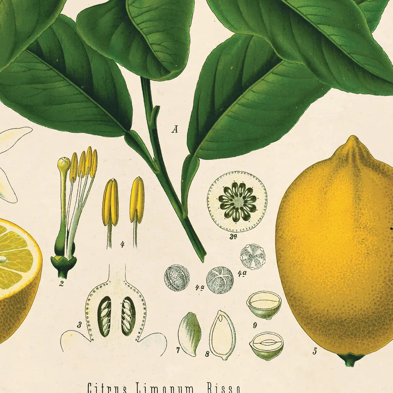 Citrus Lemon Vintage Botanical Print w/ Black frame