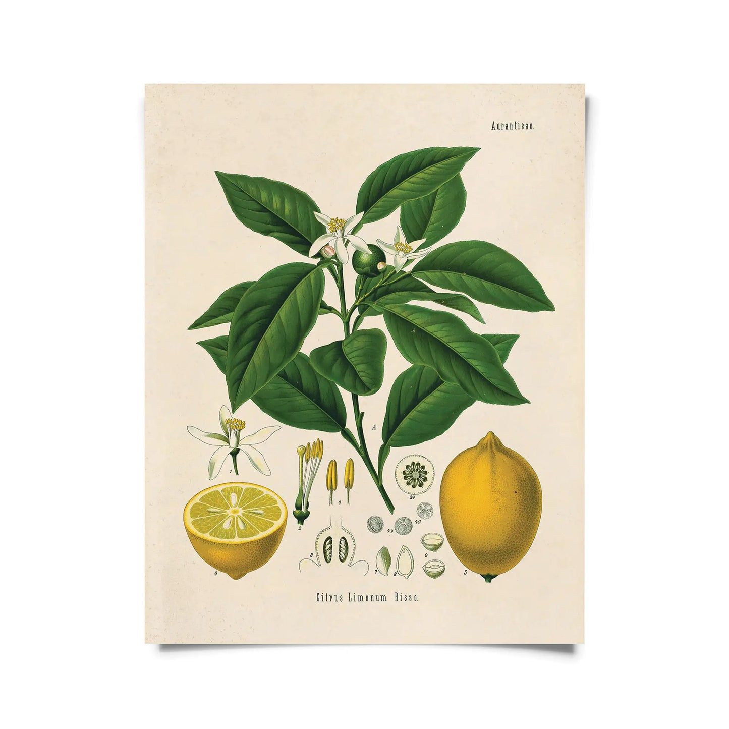 Citrus Lemon Vintage Botanical Print w/ Black frame