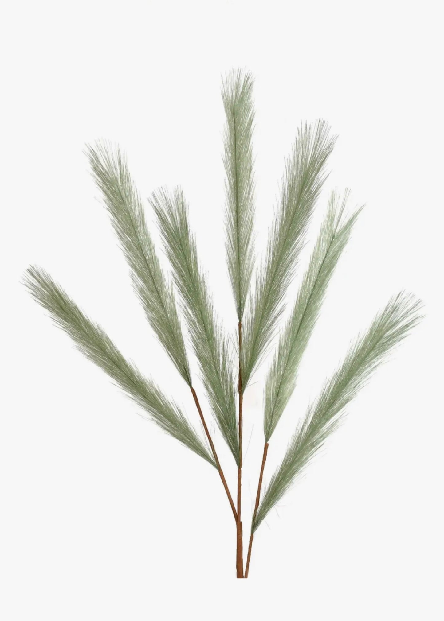 Pampas Plume - Green