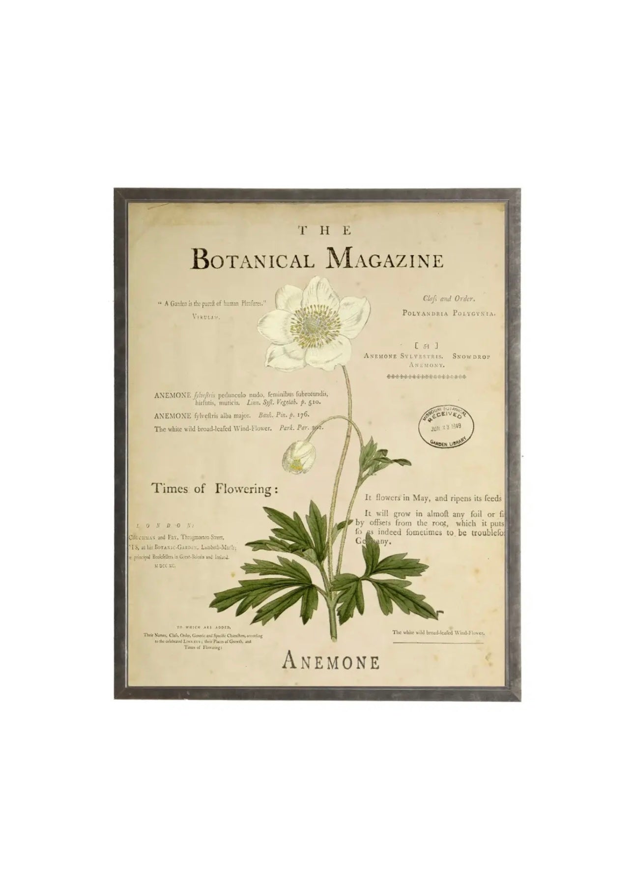 Anemone on botanical background
