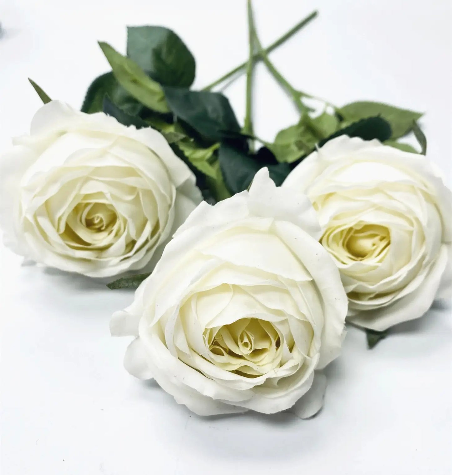 Cabbage Rose-Cream Ivory