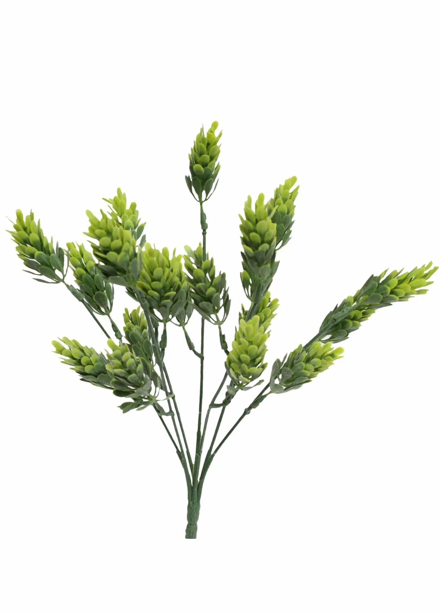 Frosted sedum hops - Green