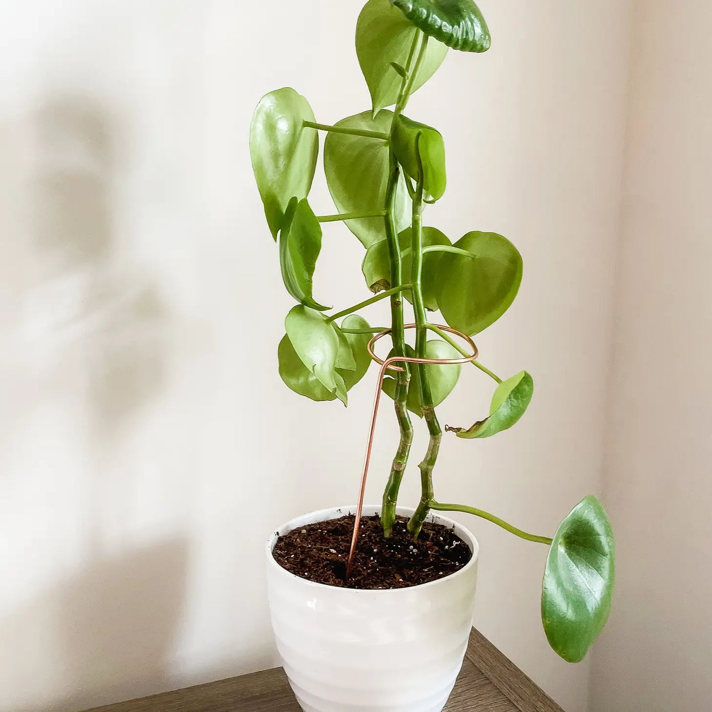 9” Copper Loop Plant Trellis