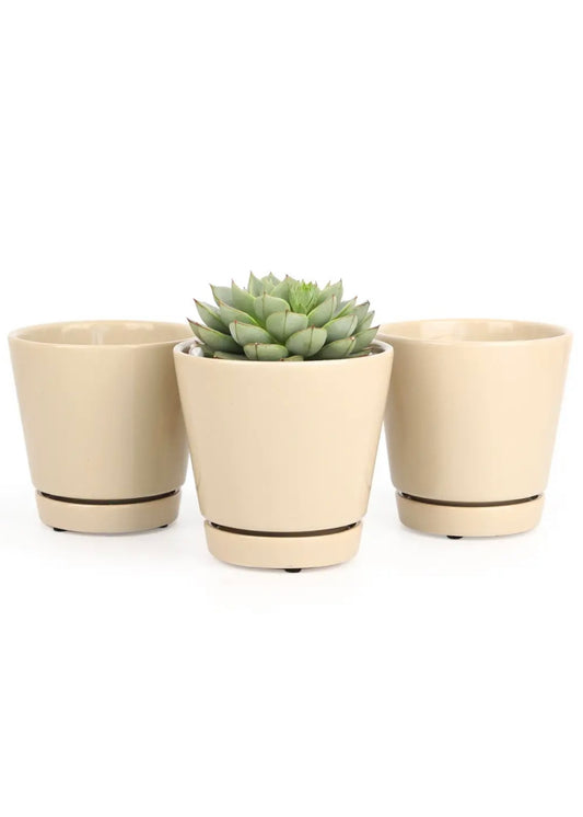Oatmeal 4 inch pot