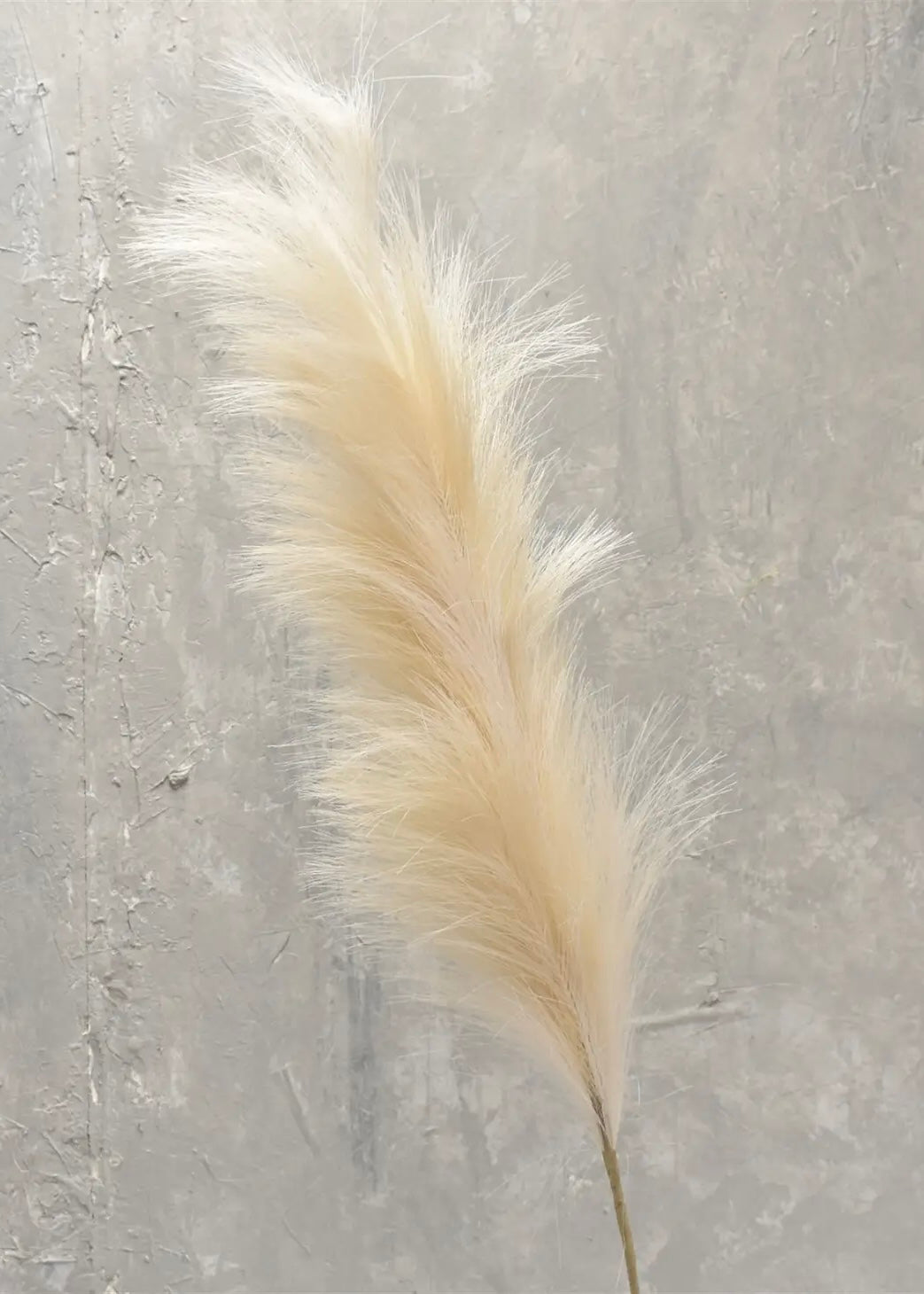 Pampas Plume 40" - Ivory