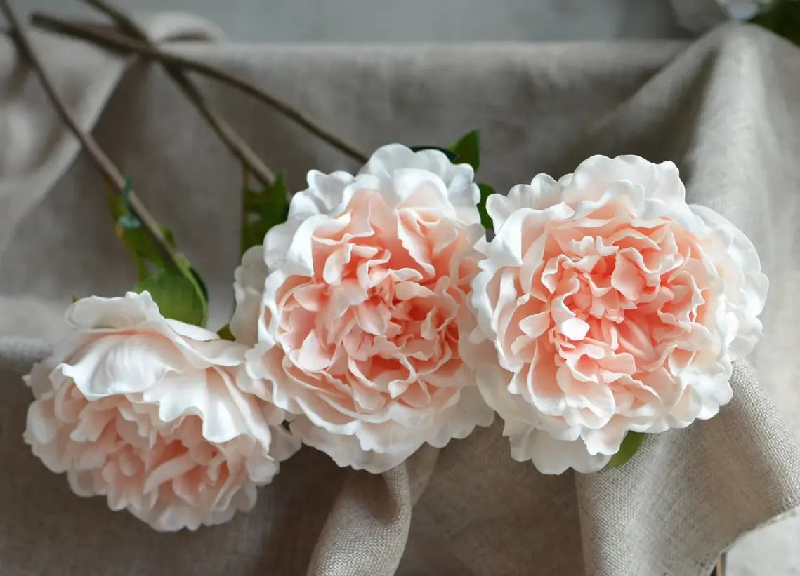 Peony Blooms- Champagne Pink