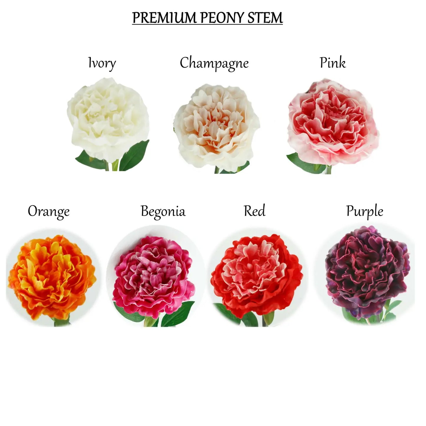 Peony Blooms- Rich Purple