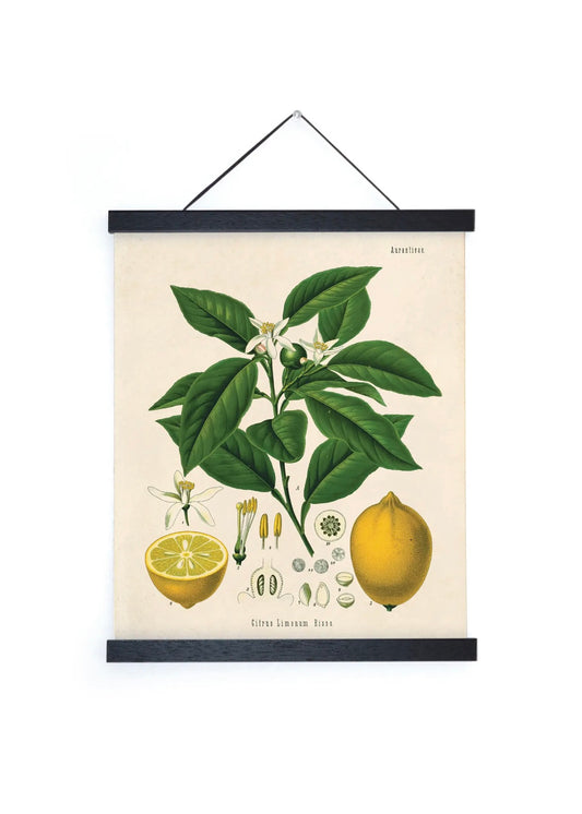 Citrus Lemon Vintage Botanical Print w/ Black frame