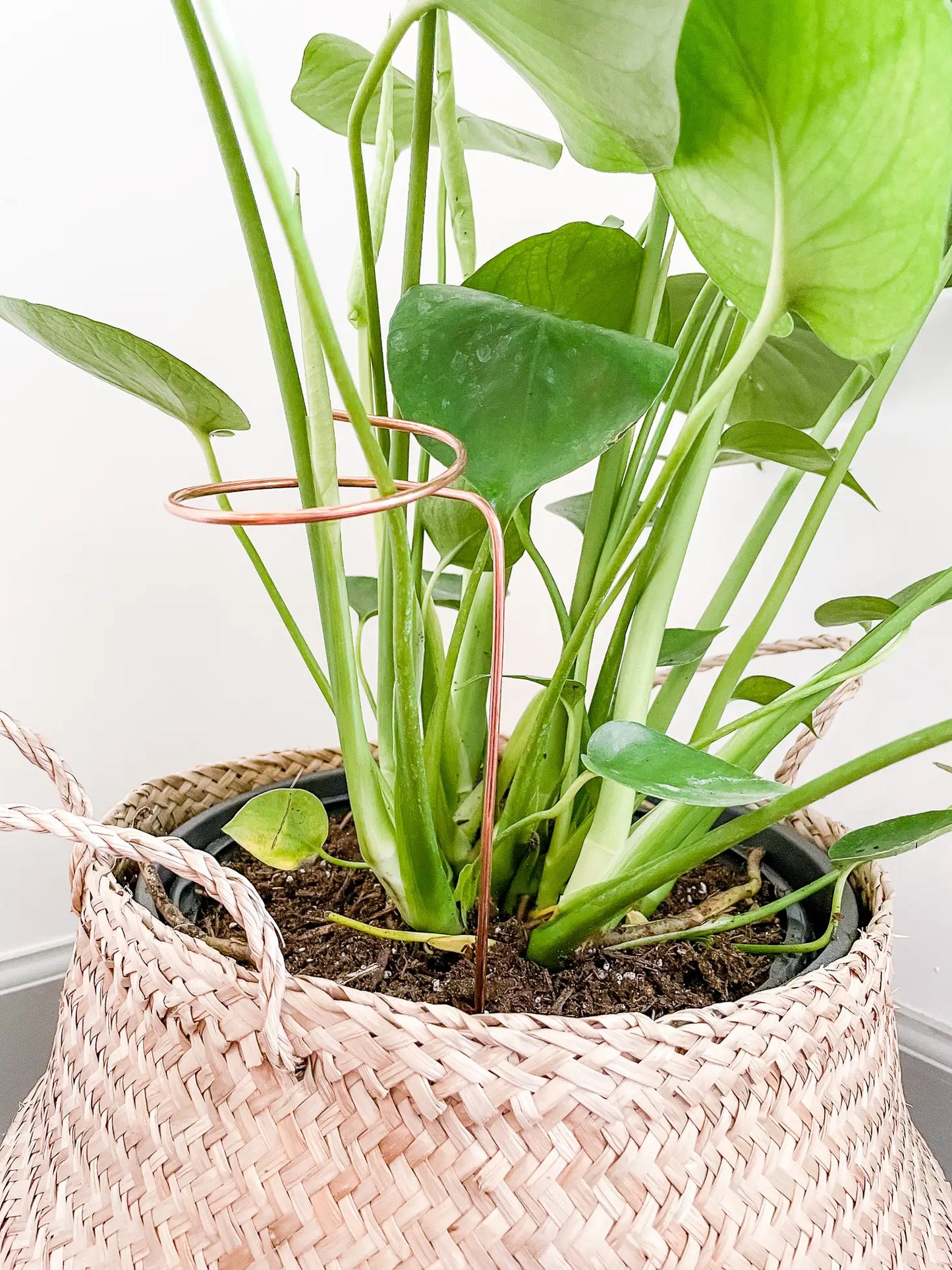 9” Copper Loop Plant Trellis
