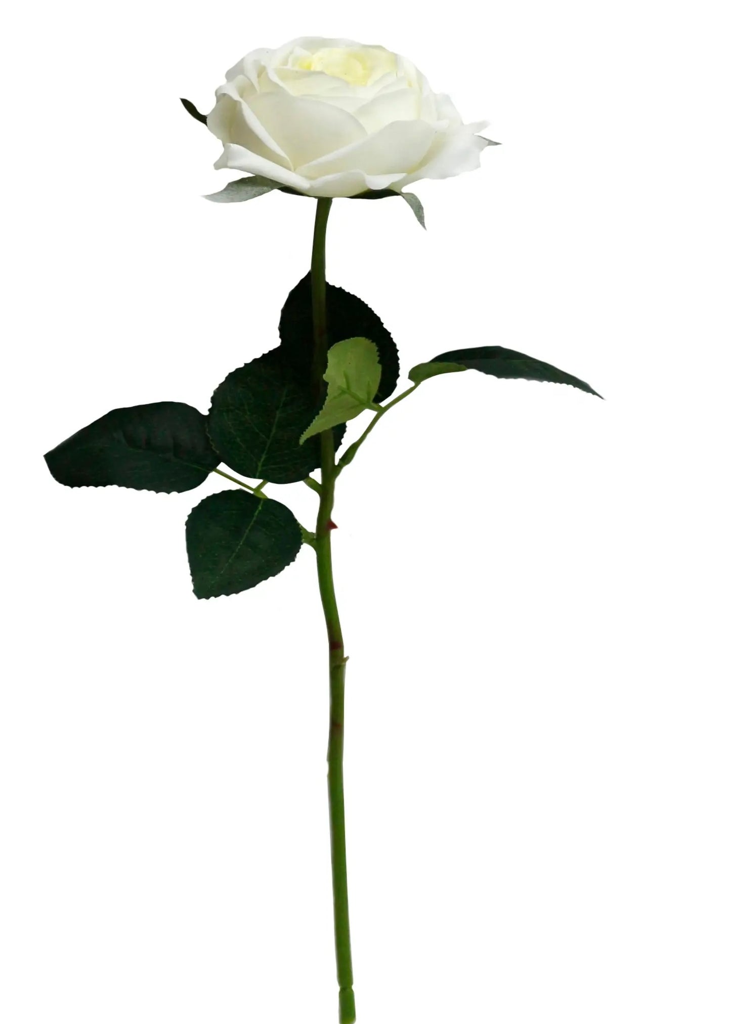 Cabbage Rose-Cream Ivory
