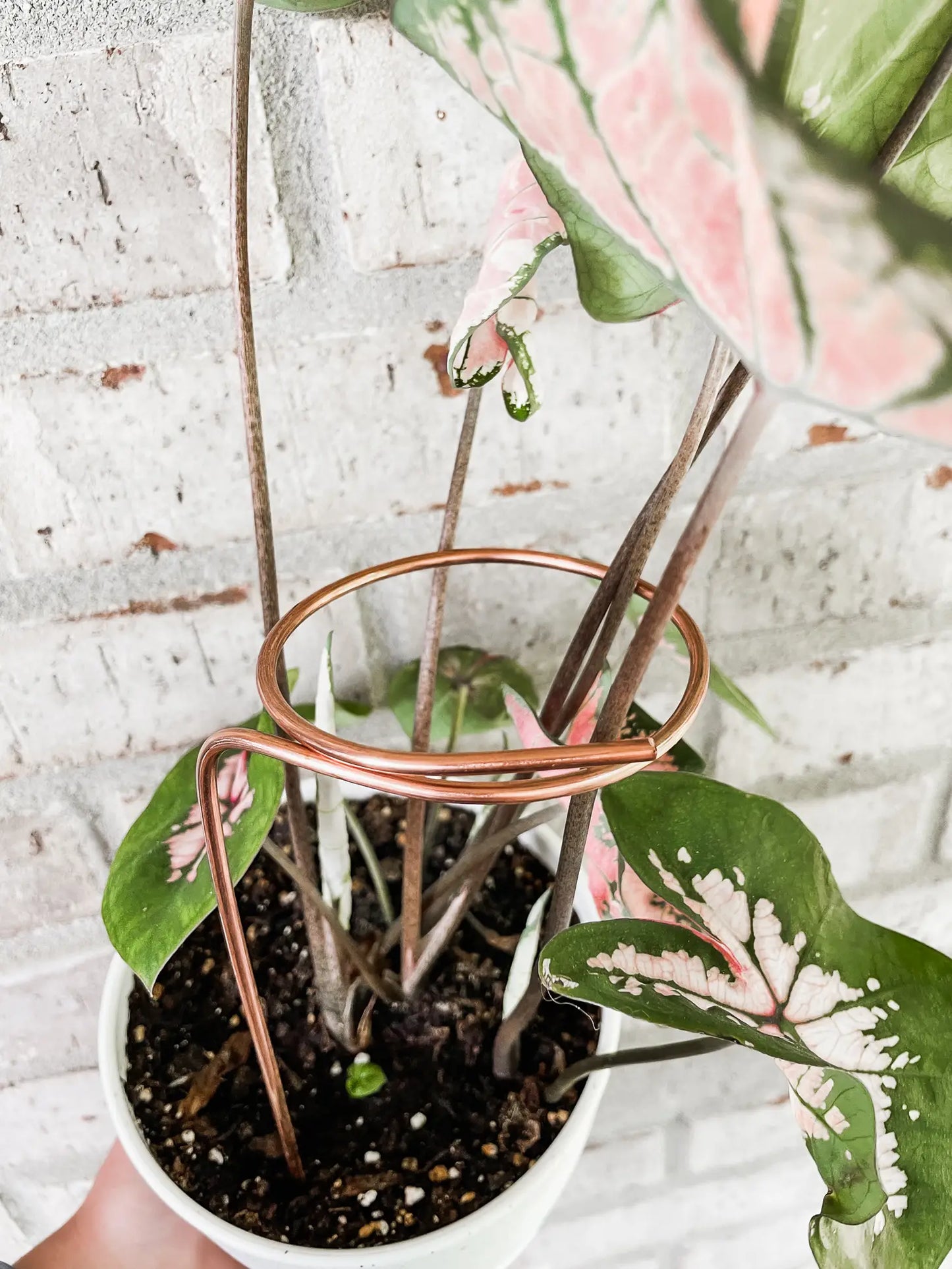 9” Copper Loop Plant Trellis