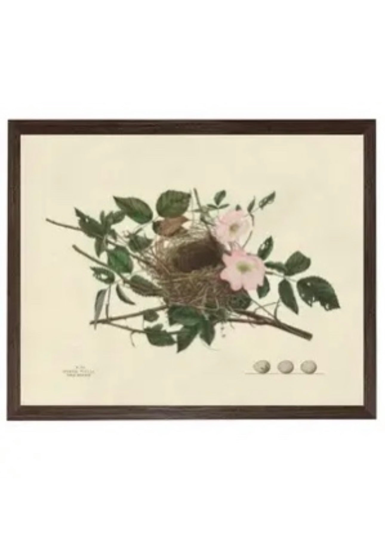 Bird Nest Plate Horizontal