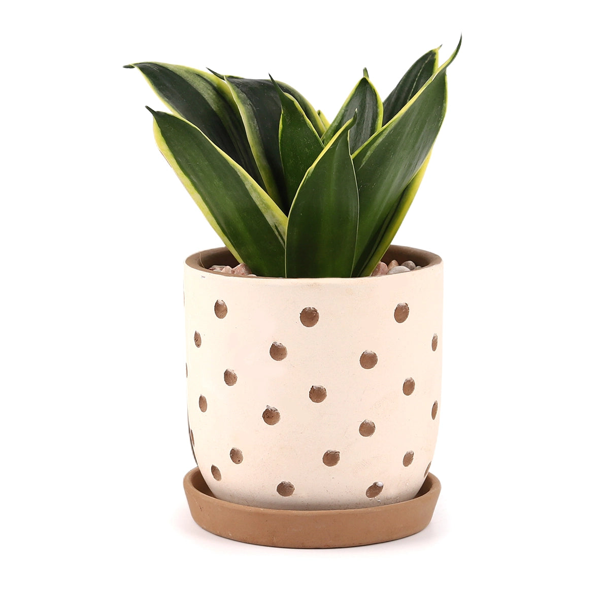 Polka dot planter
