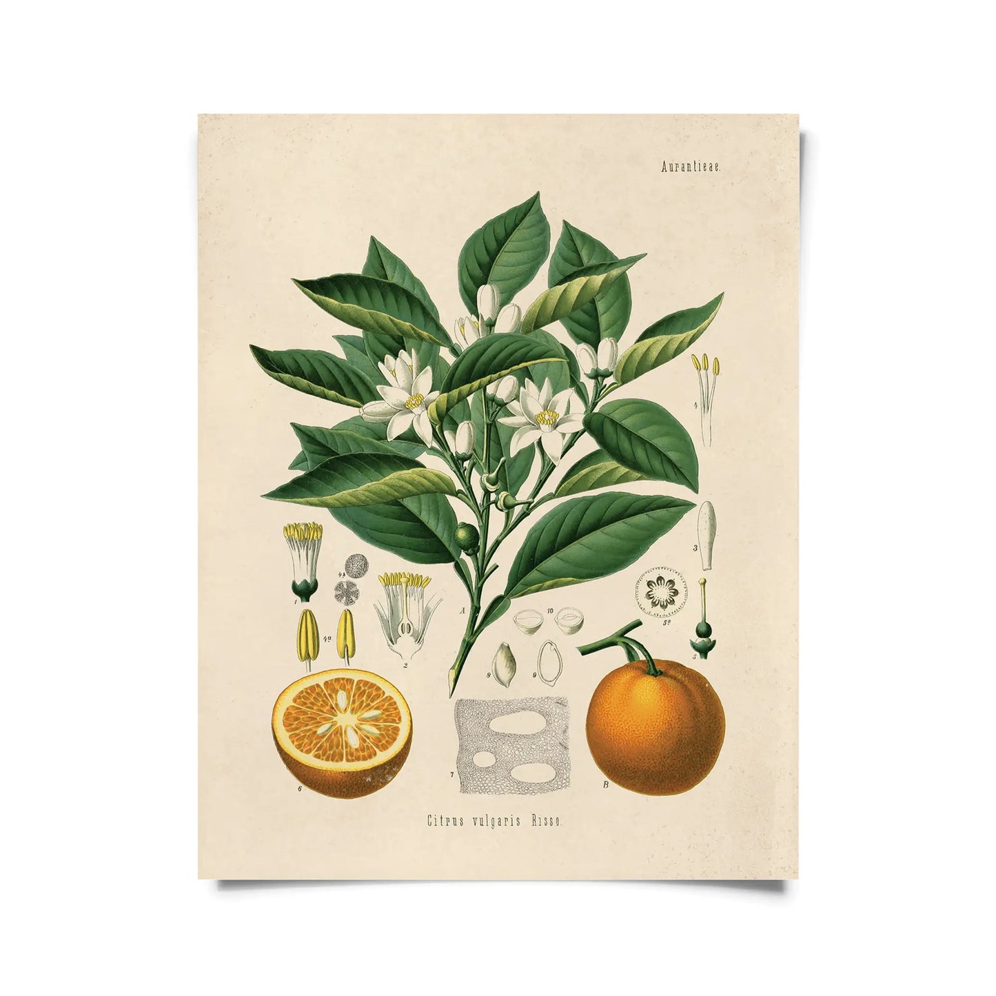 Citrus Orange Vintage Botanical Print w/ Black frame
