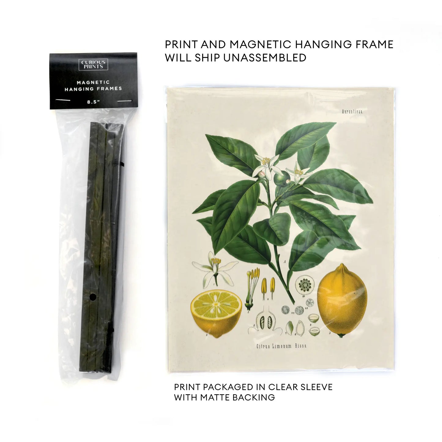 Citrus Orange Vintage Botanical Print w/ Black frame