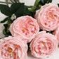Cabbage Rose-Light Pink