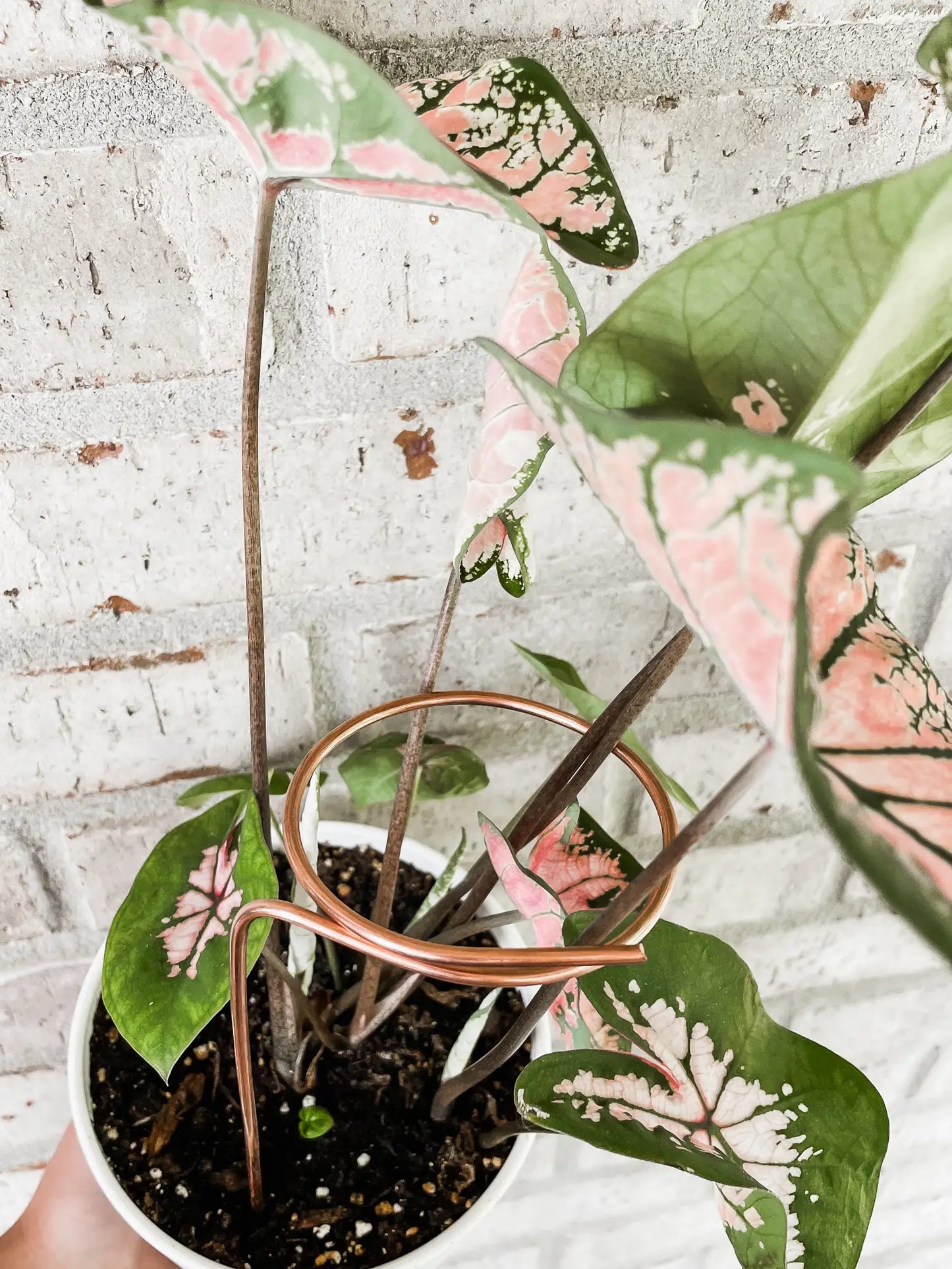 9” Copper Loop Plant Trellis