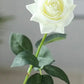 Rose stems- Ivory