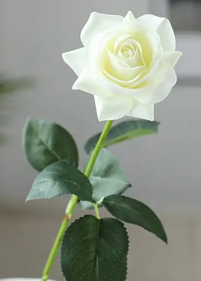 Rose stems- Ivory