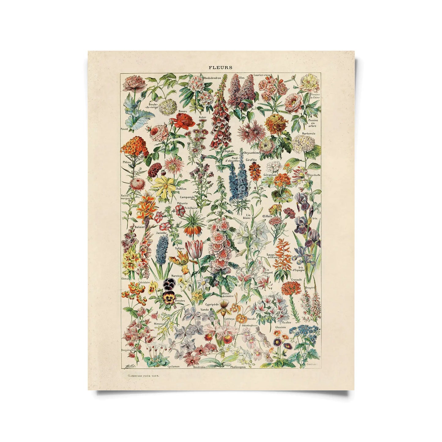 Fleurs Garden Flower Vintage Botanical Print w/ Walnut frame
