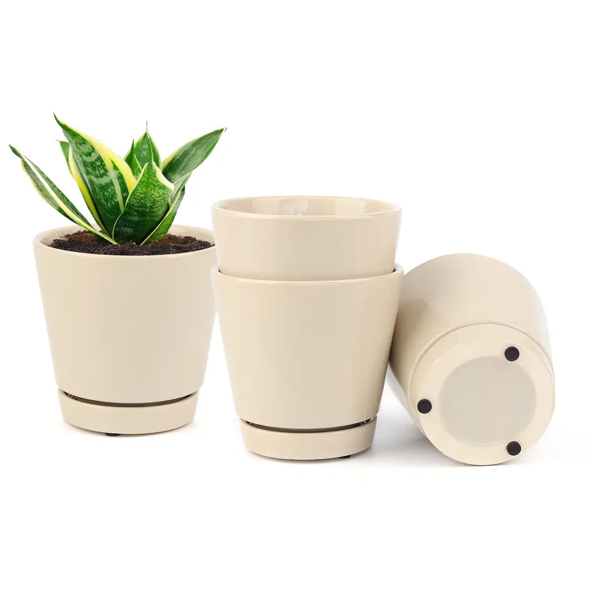 Oatmeal 4 inch pot