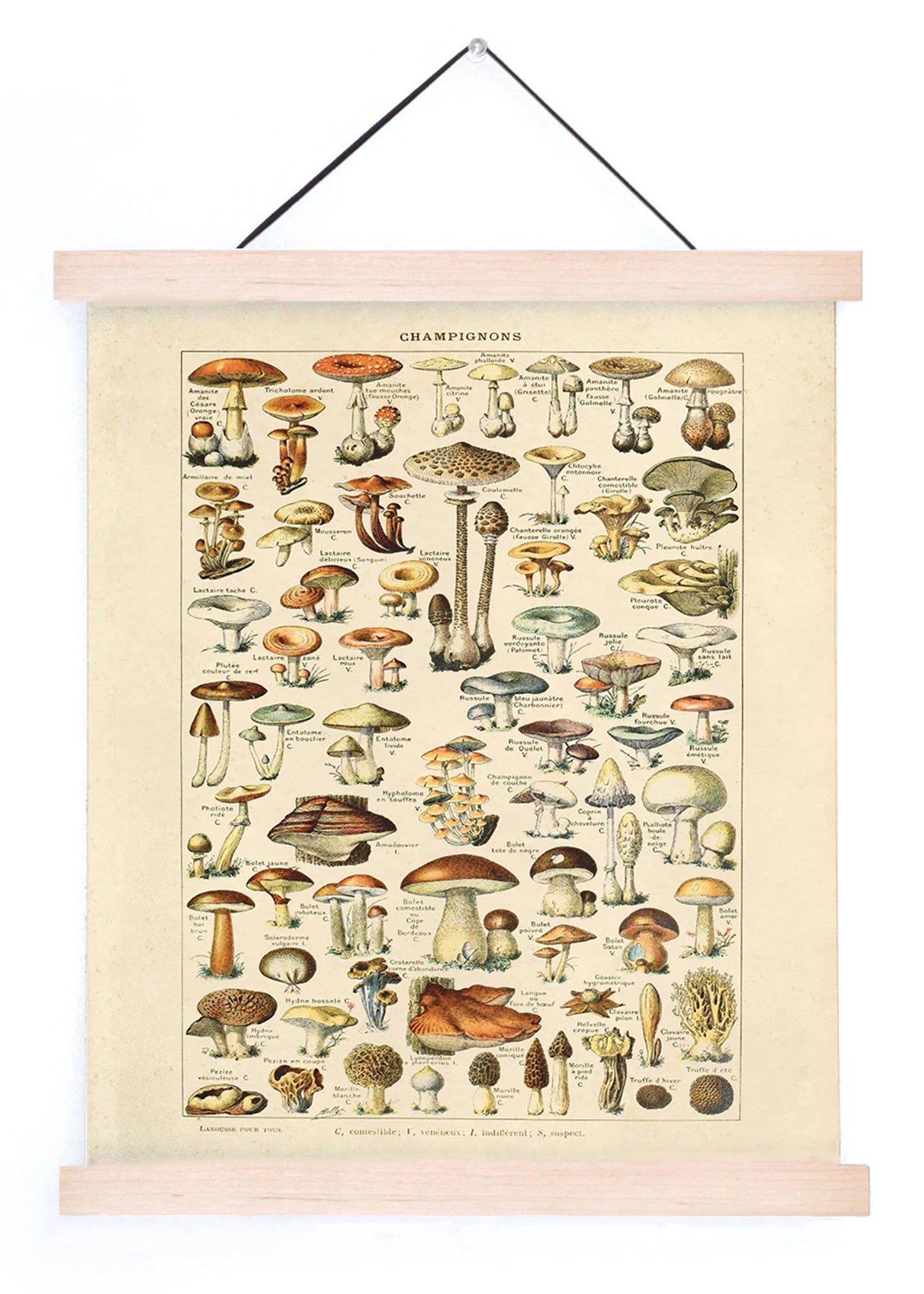 French Champignons Mushroom Vintage Print w/ Natural frame