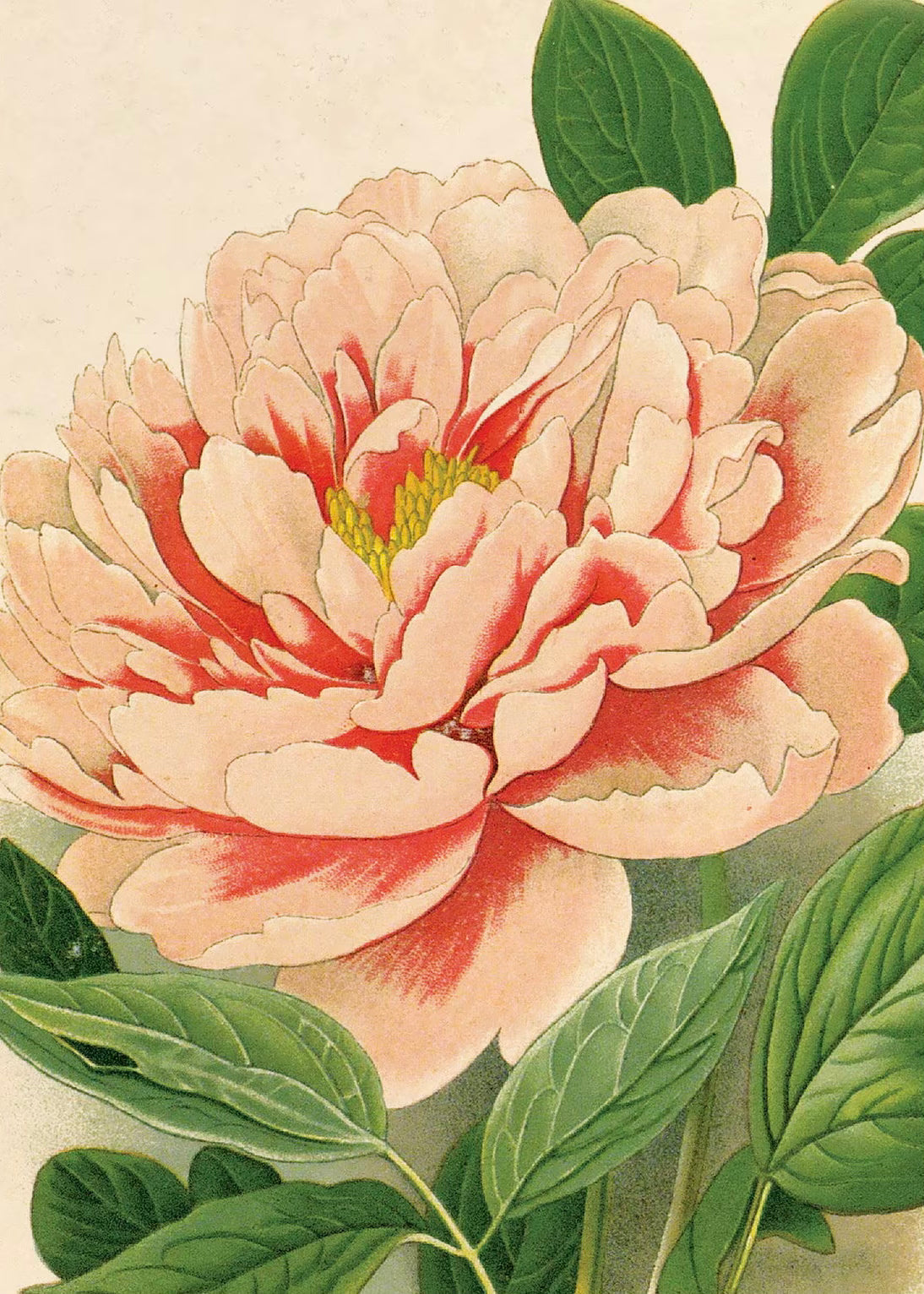 Peony Flower Vintage Botanical Print w/ Natural frame