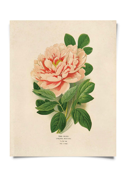 Peony Flower Vintage Botanical Print w/ Natural frame