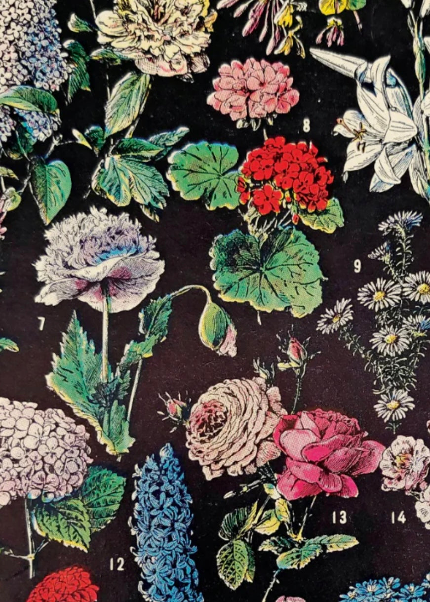 Fleurs 2 Garden Flower Vintage Botanical Print w/ Black frame