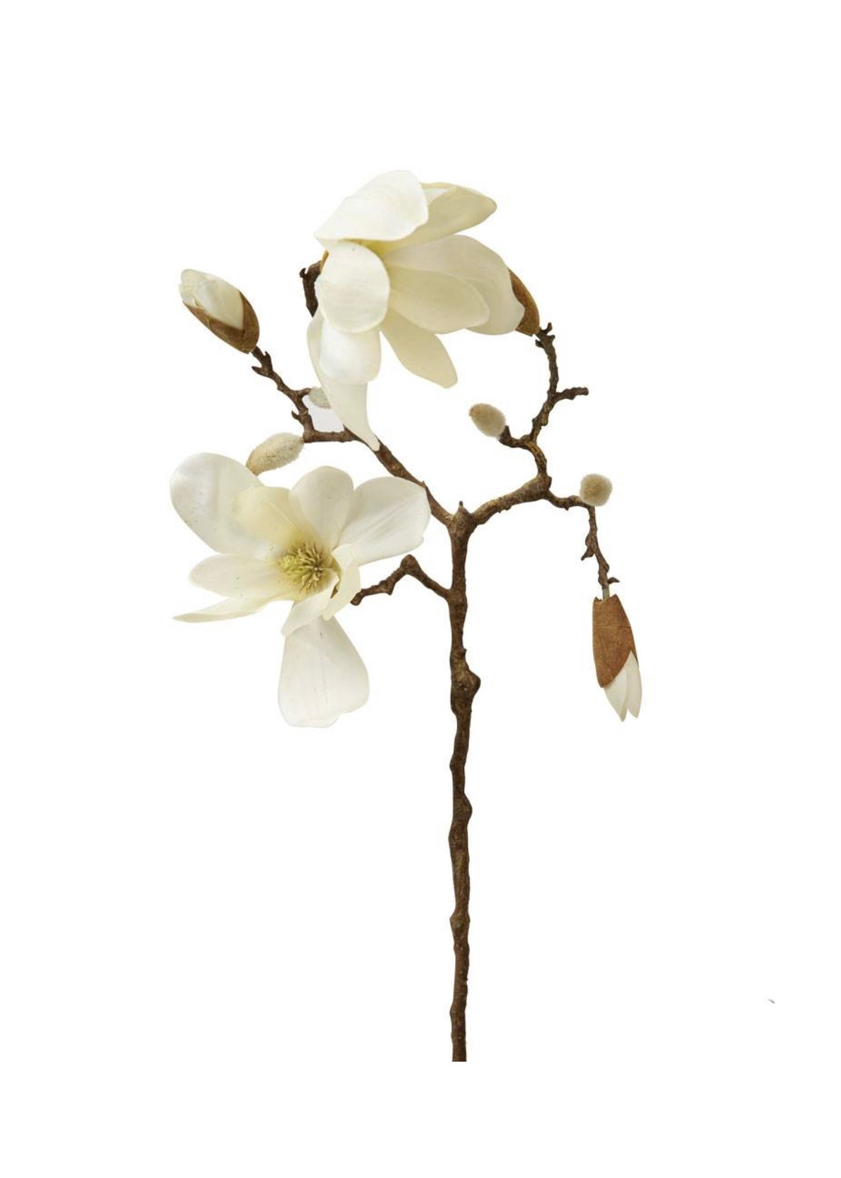 Magnolia Spray