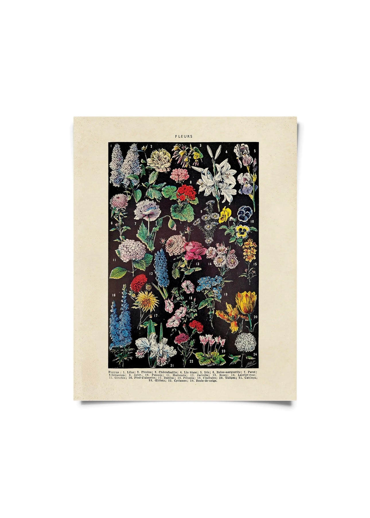 Fleurs 2 Garden Flower Vintage Botanical Print w/ Black frame