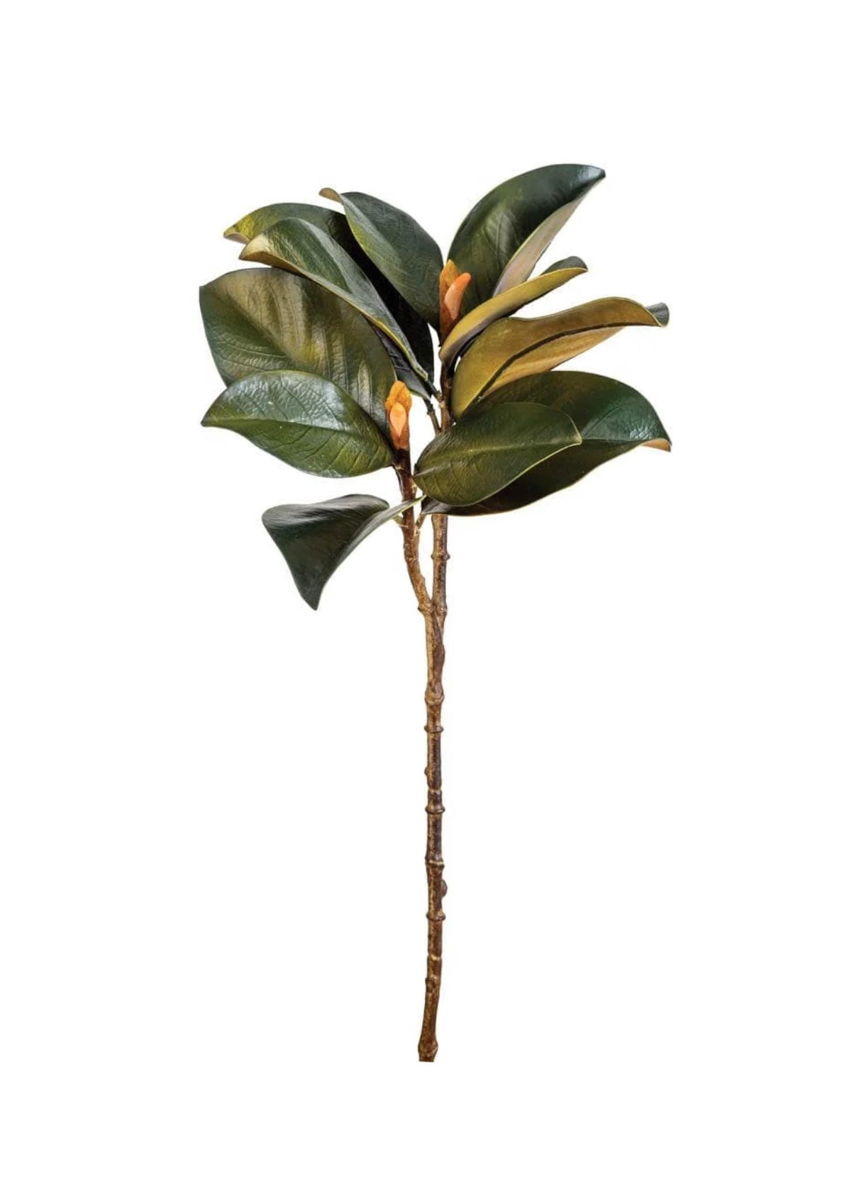 Magnolia Leaf and Bud Stem