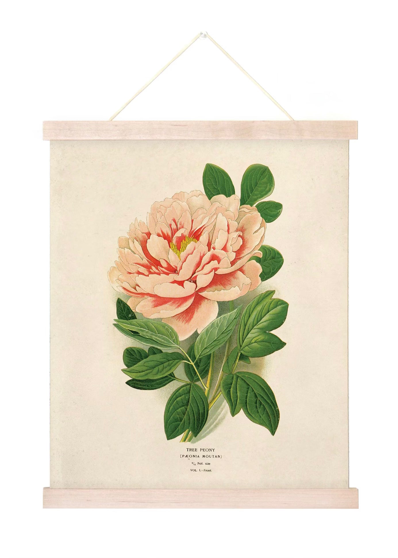 Peony Flower Vintage Botanical Print w/ Natural frame