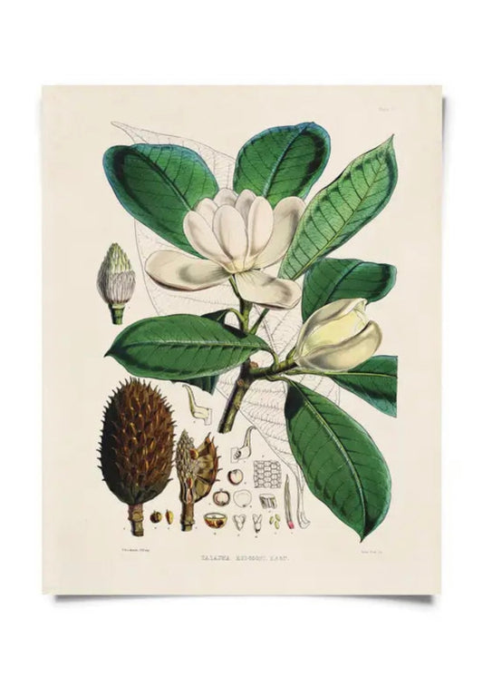 Magnolia Flower Vintage Botanical Print w/ Walnut frame