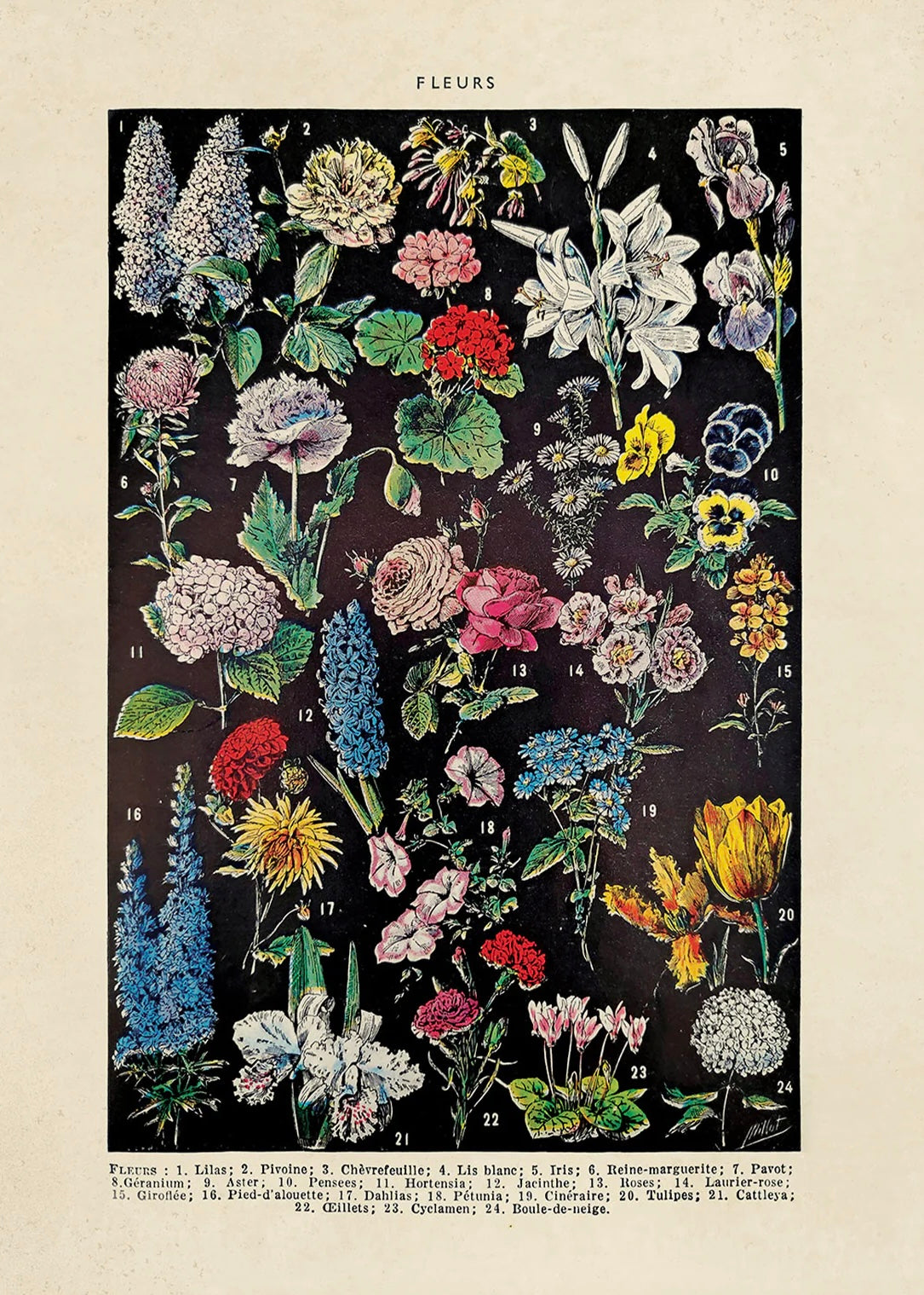 Fleurs 2 Garden Flower Vintage Botanical Print w/ Black frame