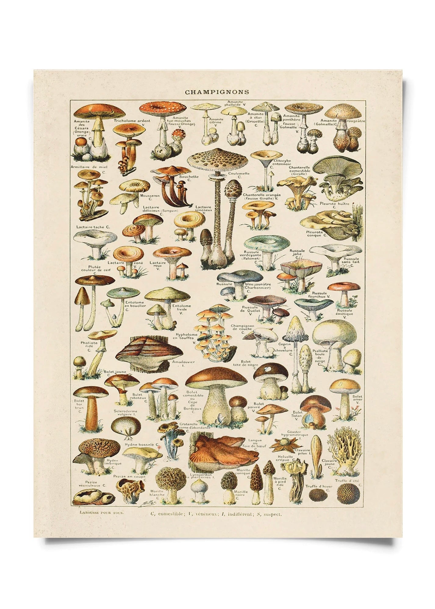 French Champignons Mushroom Vintage Print w/ Natural frame