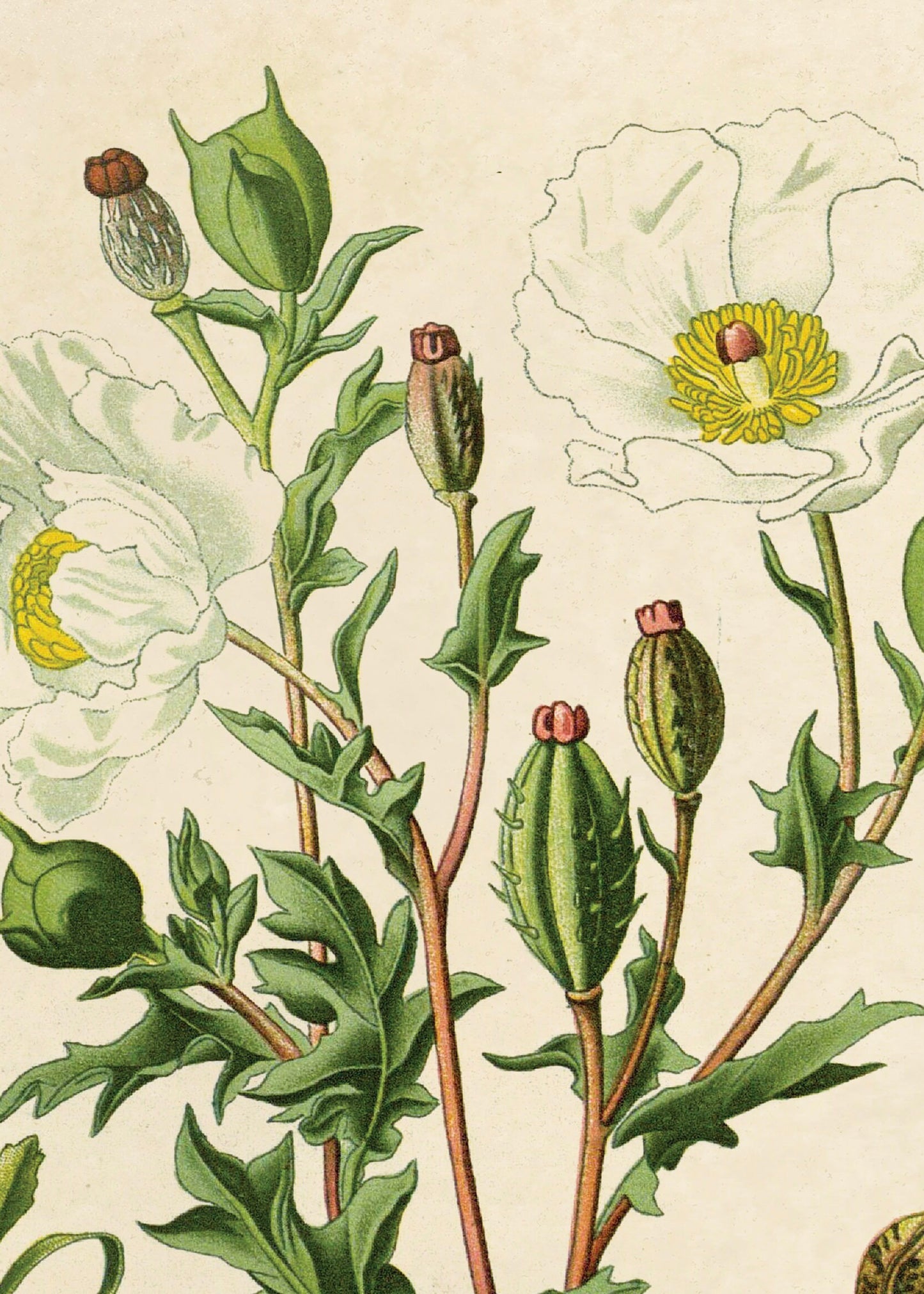 Mexican Poppy Vintage Botanical Print w/ Natural frame